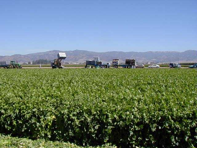 celery field